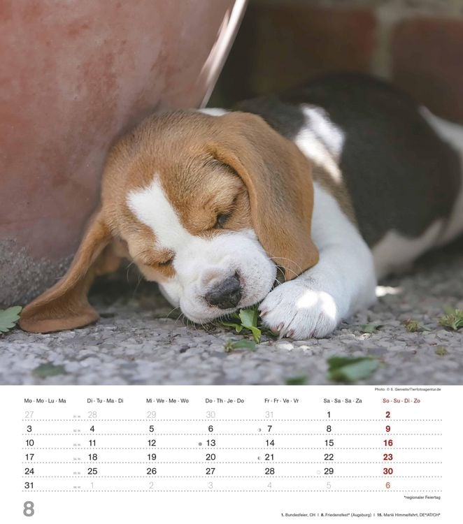Produktbild: Niedliche Hundekinder 2026 - Wand-Kalender - Tier-Kalender - 30x34