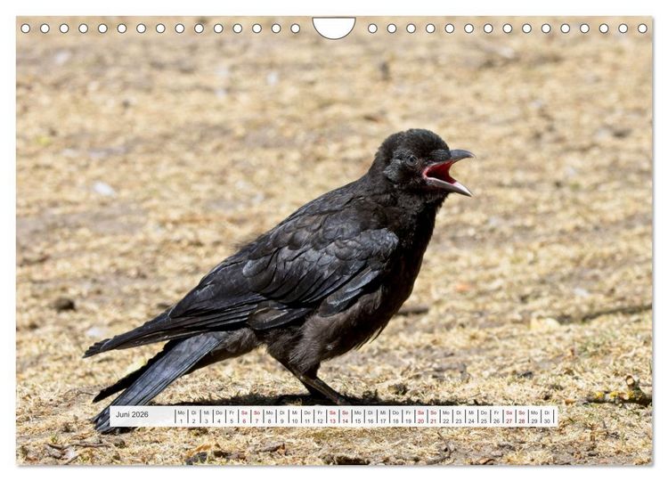 Produktbild: Kr&auml;henkinder - Schwarz, niedlich und immer hungrig (Wandkalender 2026 DIN A4 quer), CALVENDO Monatskalender