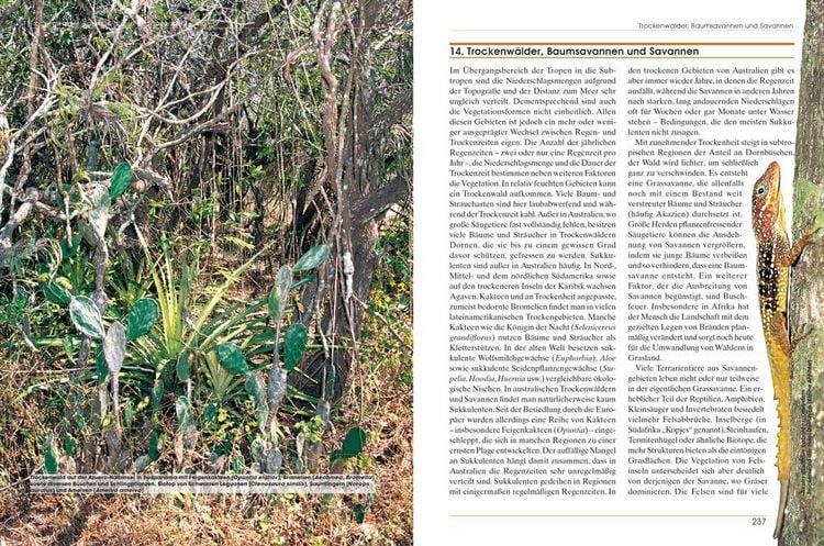 Produktbild: Pflanzen im Terrarium