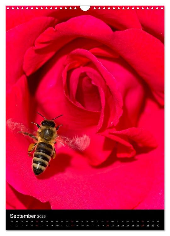 Produktbild: Bienen und Hummeln (Wandkalender 2026 DIN A3 hoch), CALVENDO Monatskalender