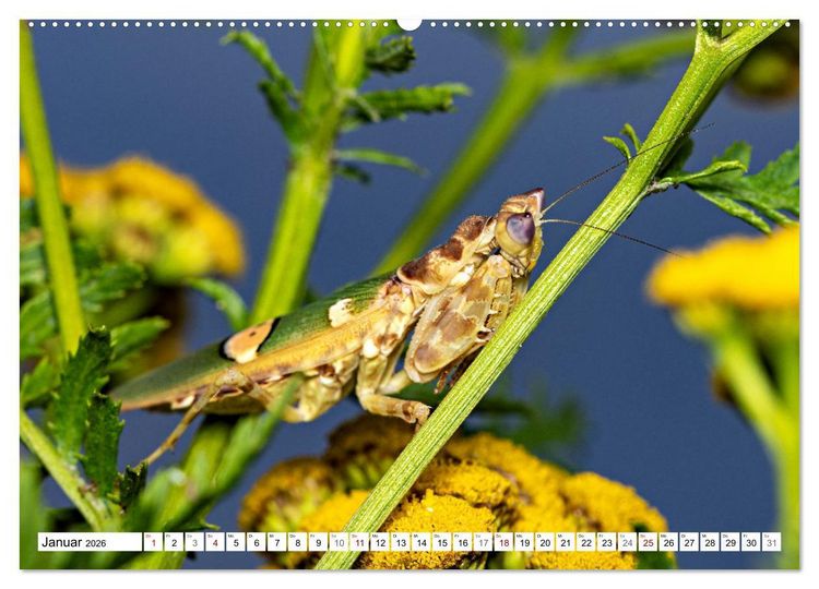 Produktbild: Im Bann der Mantis (hochwertiger Premium Wandkalender 2026 DIN A2 quer), Kunstdruck in Hochglanz