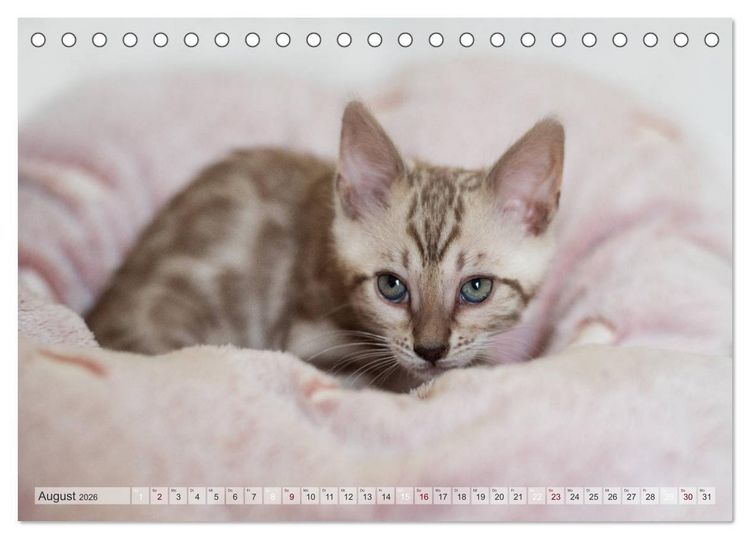 Produktbild: Wildes Wohnzimmer - Die Bengalkatze (Tischkalender 2026 DIN A5 quer), CALVENDO Monatskalender
