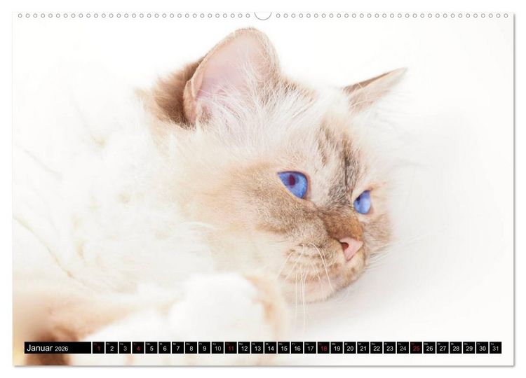 Produktbild: Rassekatzen (Wandkalender 2026 DIN A2 quer), CALVENDO Monatskalender