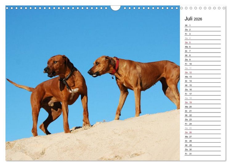 Produktbild: Rhodesian Ridgeback Terminkalender (Wandkalender 2026 DIN A3 quer), CALVENDO Monatskalender
