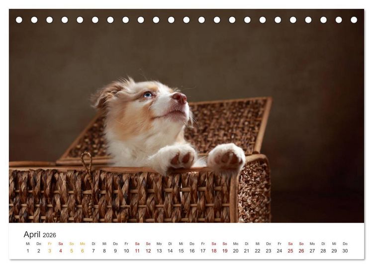 Produktbild: Welpenblicke (Tischkalender 2026 DIN A5 quer), CALVENDO Monatskalender