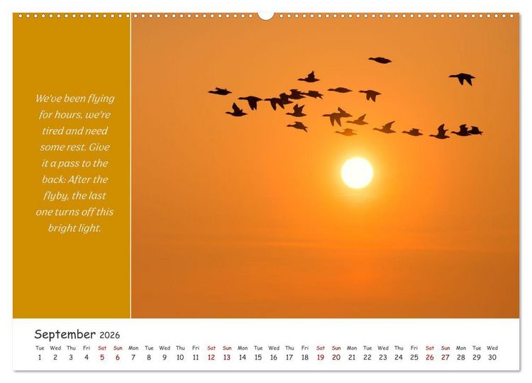 Produktbild: Animals like humour (Wall Calendar 2026 DIN A2 landscape), CALVENDO 12 Month Wall Calendar