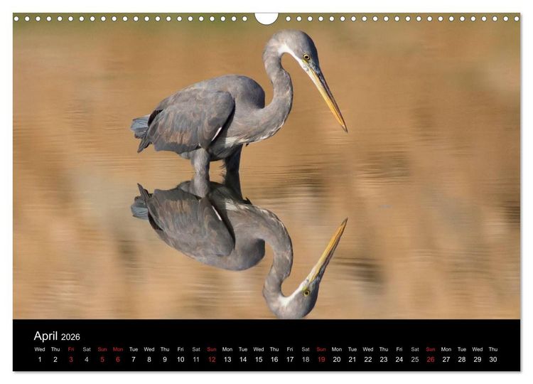 Produktbild: World of Heron (Wall Calendar 2026 DIN A3 landscape), CALVENDO 12 Month Wall Calendar