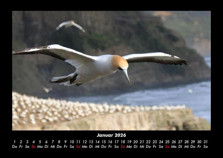 Produktbild: V&ouml;gel 2026 Fotokalender DIN A3