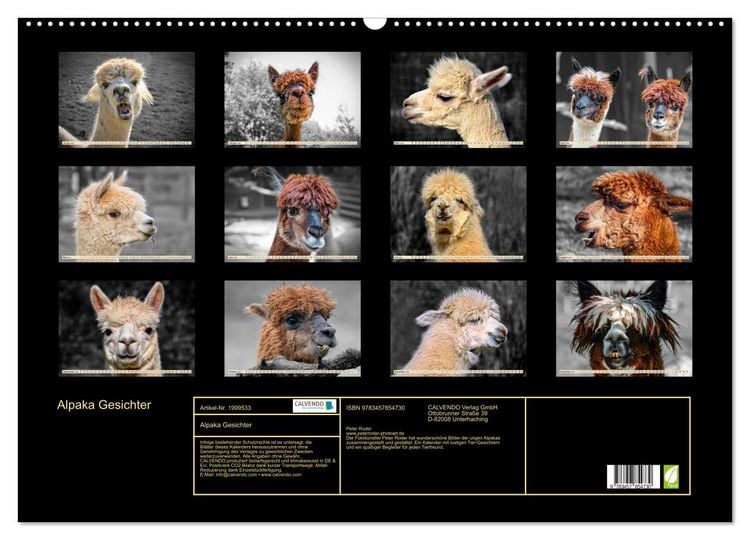 Produktbild: Alpaka Gesichter (Wandkalender 2026 DIN A2 quer), CALVENDO Monatskalender