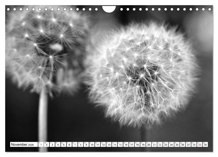 Produktbild: Pusteblumenzauber in schwarzwei&szlig; (Wandkalender 2026 DIN A4 quer), CALVENDO Monatskalender