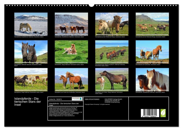Produktbild: Islandpferde - Die tierischen Stars der Insel (hochwertiger Premium Wandkalender 2026 DIN A2 quer), Kunstdruck in Hochglanz