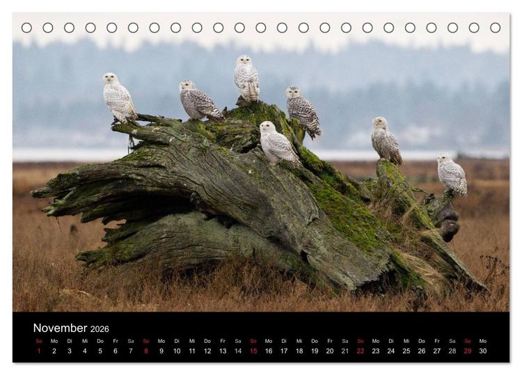 Produktbild: V&ouml;gel & Landschaften (Tischkalender 2026 DIN A5 quer), CALVENDO Monatskalender