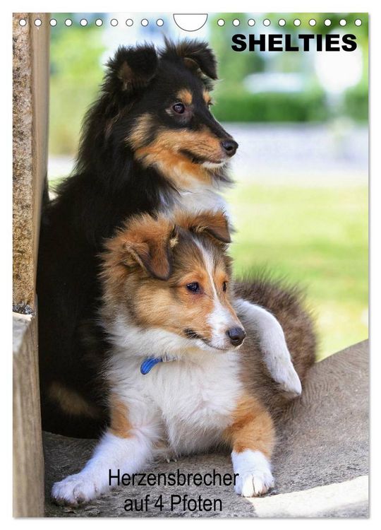 Produktbild: SHELTIES Herzensbrecher auf 4 Pfoten (Wandkalender 2026 DIN A4 hoch), CALVENDO Monatskalender