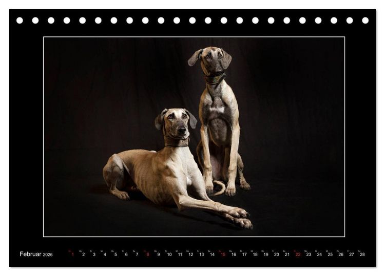 Produktbild: Windhunde - Schnelle Sch&ouml;nheiten (Tischkalender 2026 DIN A5 quer), CALVENDO Monatskalender