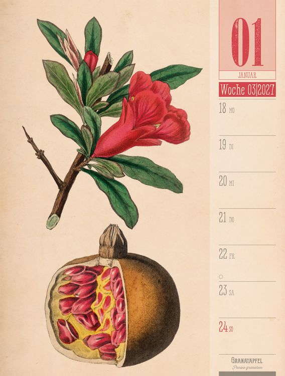 Produktbild: Culinarium Wochenplaner Kalender 2027 | K&uuml;che, Kr&auml;uter, Kurioses