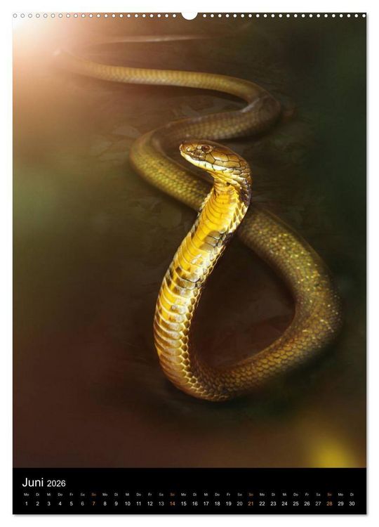 Produktbild: Auge in Auge mit coolen Typen - REPTILIEN (hochwertiger Premium Wandkalender 2026 DIN A2 hoch), Kunstdruck in Hochglanz