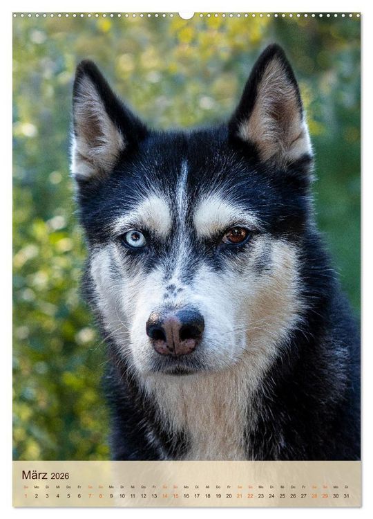 Produktbild: Im Husky-Rudel (hochwertiger Premium Wandkalender 2026 DIN A2 hoch), Kunstdruck in Hochglanz