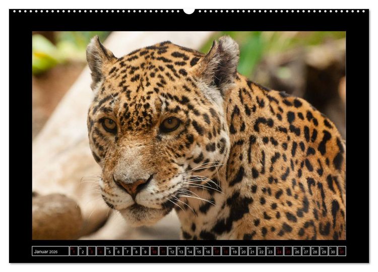 Produktbild: Tiger, L&ouml;we und Co. (hochwertiger Premium Wandkalender 2026 DIN A2 quer), Kunstdruck in Hochglanz