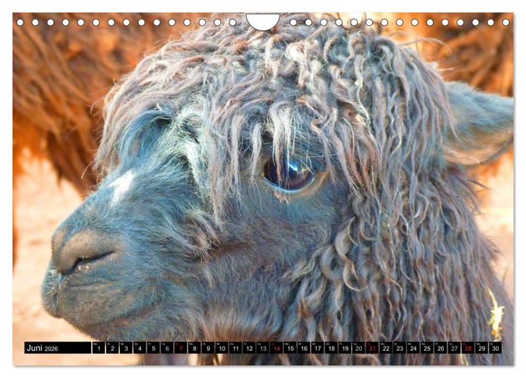 Produktbild: Alpakas und Lamas (Wandkalender 2026 DIN A4 quer), CALVENDO Monatskalender