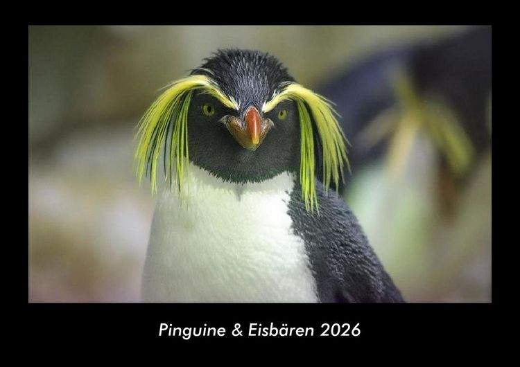 Produktbild: Pinguine & Eisb&auml;ren 2026 Fotokalender DIN A3
