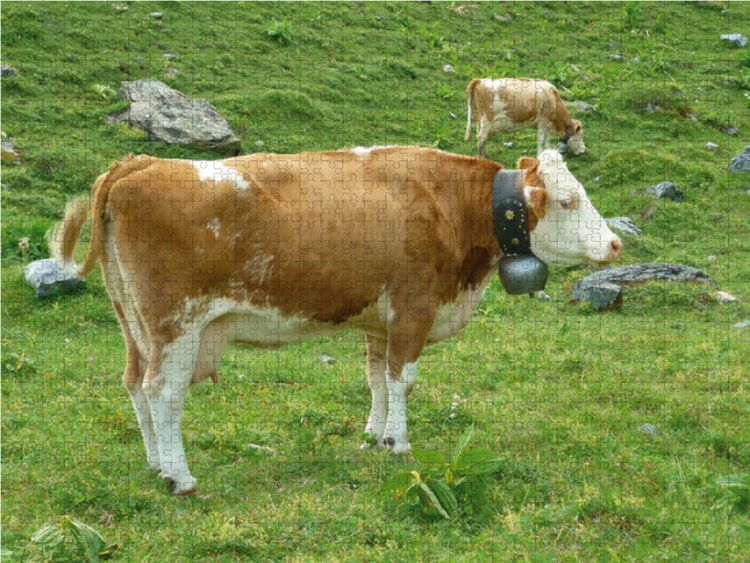 Produktbild: CALVENDO Puzzle K&uuml;he auf der schweizer Alm 1000 Teile Lege-Gr&ouml;&szlig;e 64 x 48 cm Foto-Puzzle Bild von Kattobello