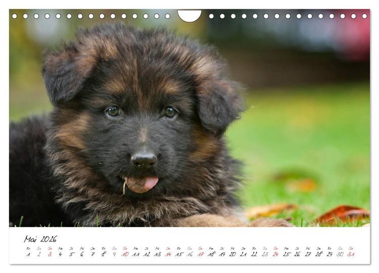 Produktbild: Deutscher Sch&auml;ferhund - Welpen / CH-Version (Wandkalender 2026 DIN A4 quer), CALVENDO Monatskalender