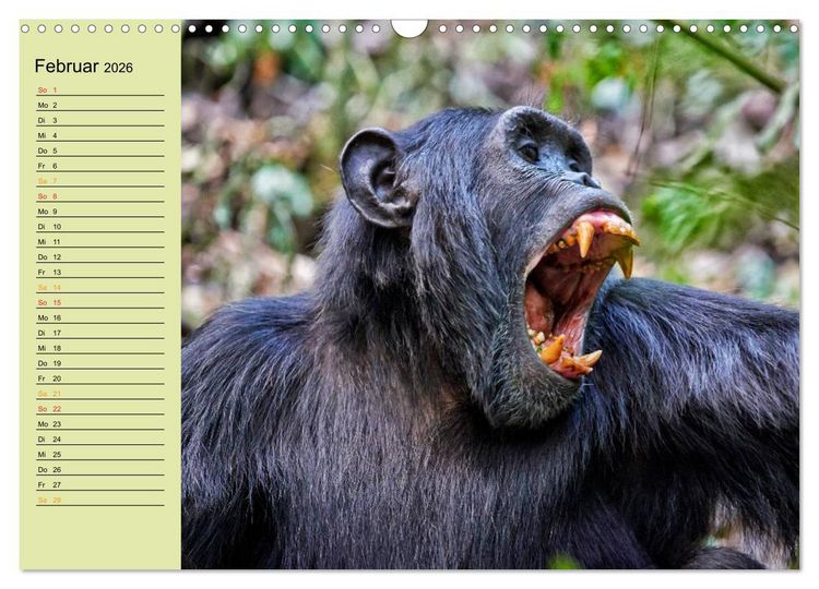 Produktbild: Ugandas wilde Menschenaffen (Wandkalender 2026 DIN A3 quer), CALVENDO Monatskalender