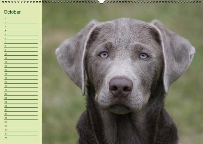 Produktbild: Puppies Birthday Calendar / UK-Version (Wall Calendar perpetual DIN A2 Landscape)