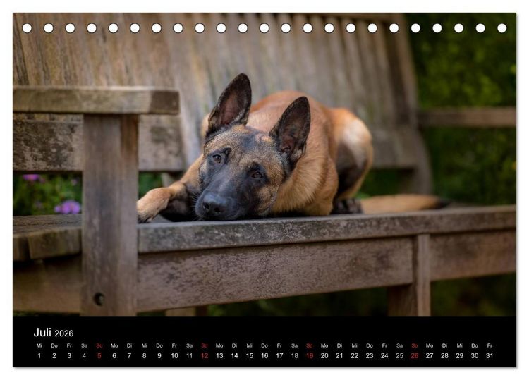 Produktbild: Belgischer Sch&auml;ferhund - Der Malinois (Tischkalender 2026 DIN A5 quer), CALVENDO Monatskalender