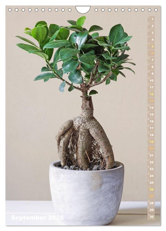 Produktbild: Bonsai: Gartenkunst im Kleinen (Wandkalender 2026 DIN A4 hoch), CALVENDO Monatskalender