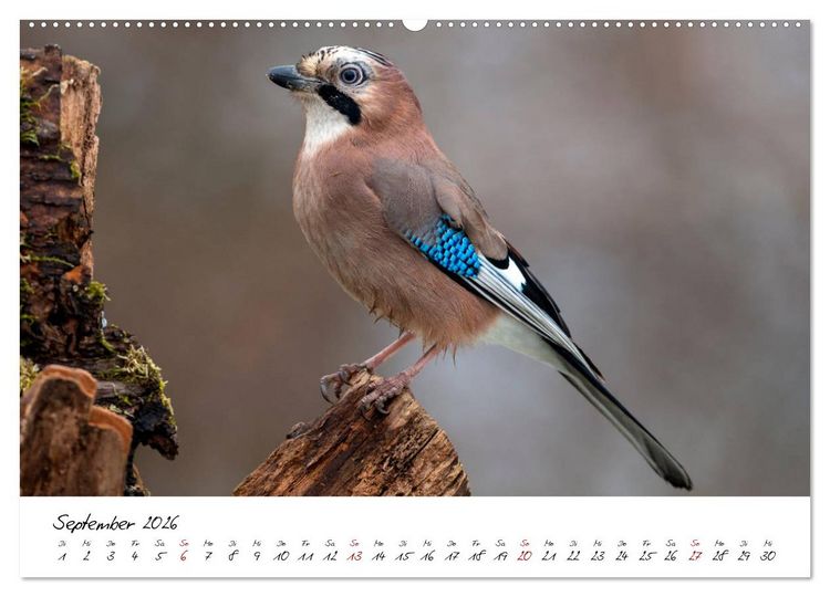 Produktbild: Heimische Vogelwelt (hochwertiger Premium Wandkalender 2026 DIN A2 quer), Kunstdruck in Hochglanz