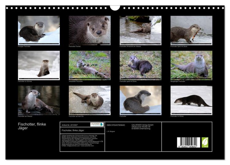 Produktbild: Fischotter, flinke J&auml;ger (Wandkalender 2026 DIN A3 quer), CALVENDO Monatskalender