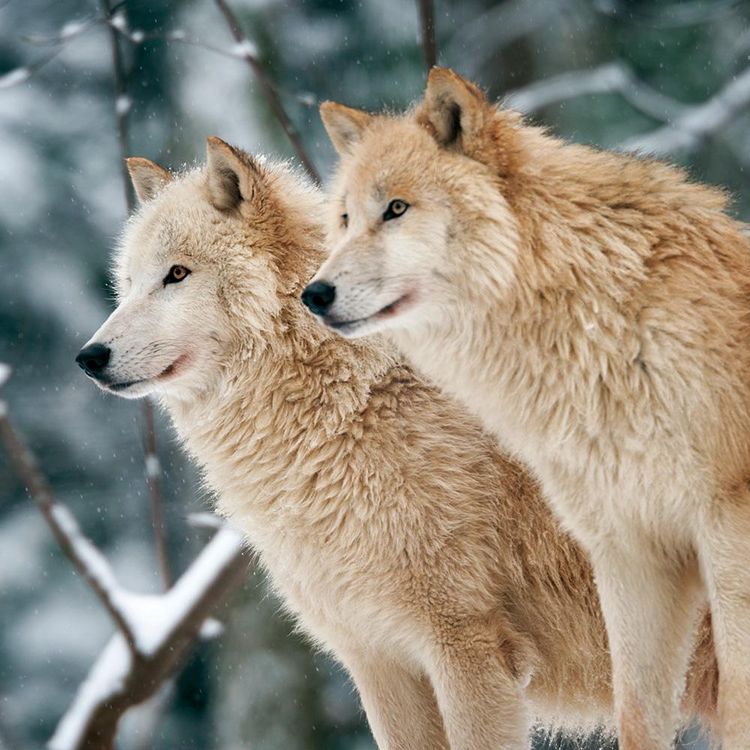 Produktbild: Wolves 2024