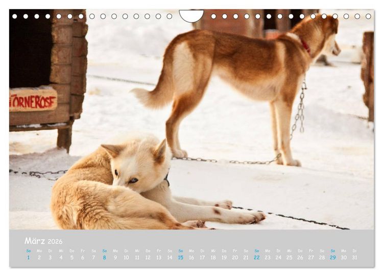 Produktbild: Alaskan Huskies (Wandkalender 2026 DIN A4 quer), CALVENDO Monatskalender
