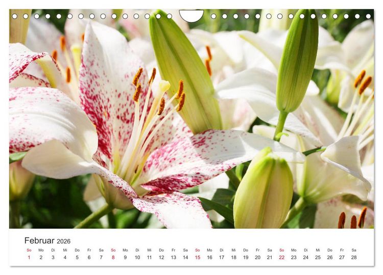 Produktbild: Feurige Lilien (Wandkalender 2026 DIN A4 quer), CALVENDO Monatskalender