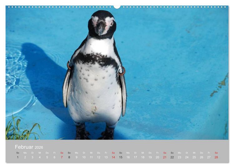 Produktbild: Pinguine 2026 (Wandkalender 2026 DIN A2 quer), CALVENDO Monatskalender