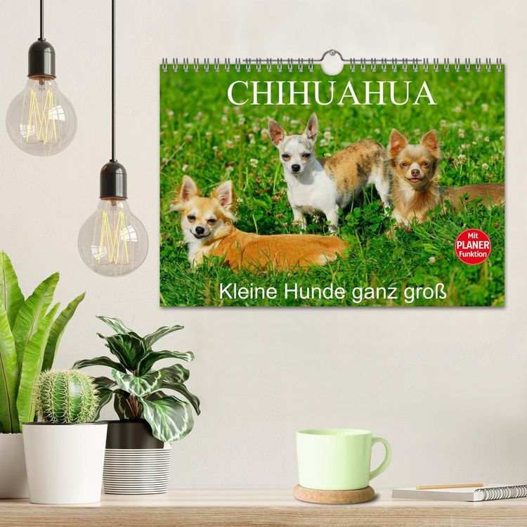 Produktbild: Chihuahua - Kleine Hunde ganz gro&szlig; (Wandkalender 2026 DIN A4 quer), CALVENDO Monatskalender