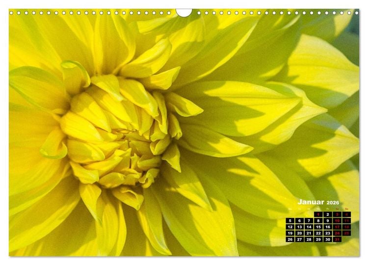 Produktbild: Im Herzen der Dahlie (Wandkalender 2026 DIN A3 quer), CALVENDO Monatskalender