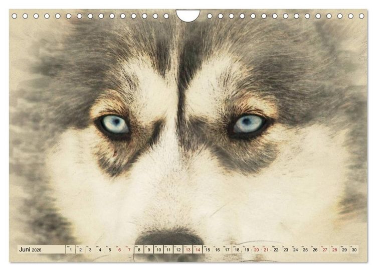 Produktbild: Schlittenhunde 2026 (Wandkalender 2026 DIN A4 quer), CALVENDO Monatskalender