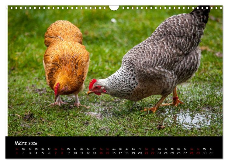 Produktbild: Neues von den Gartenh&uuml;hnern (Wandkalender 2026 DIN A3 quer), CALVENDO Monatskalender