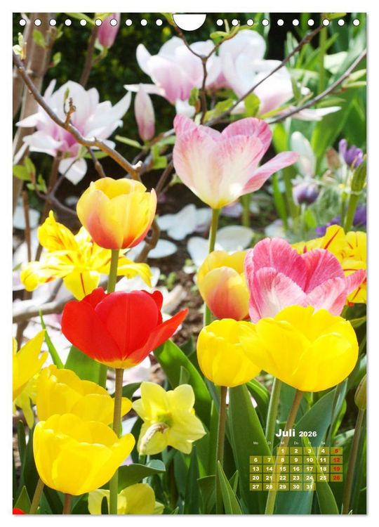 Produktbild: Ein buntes Tulpenjahr (Wandkalender 2026 DIN A4 hoch), CALVENDO Monatskalender