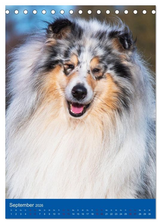 Produktbild: Traumhund Collie - Gl&uuml;ck auf vier Pfoten (Tischkalender 2026 DIN A5 hoch), CALVENDO Monatskalender