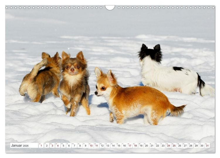 Produktbild: Enegieb&uuml;ndel Chihuahua - Temperament auf vier Pfoten (Wandkalender 2026 DIN A3 quer), CALVENDO Monatskalender