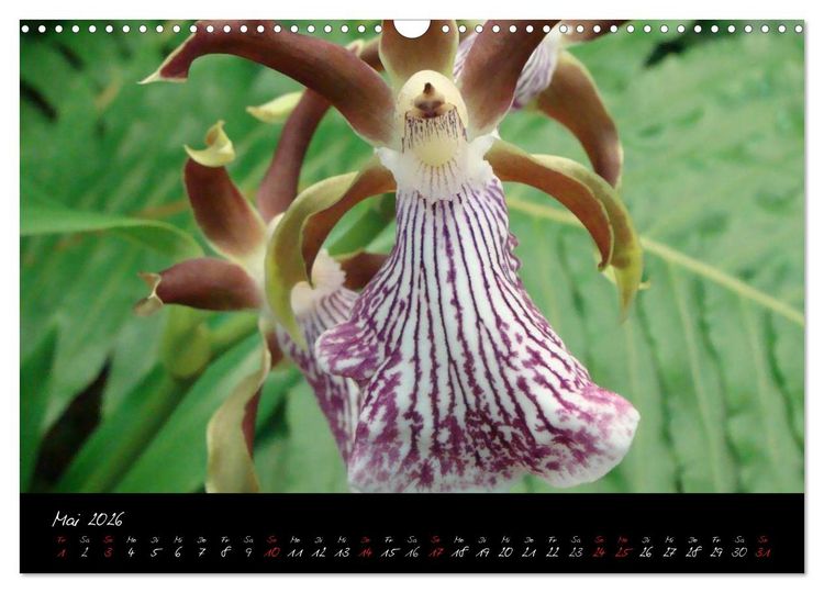 Produktbild: Farbenreiche Orchideen (Wandkalender 2026 DIN A3 quer), CALVENDO Monatskalender