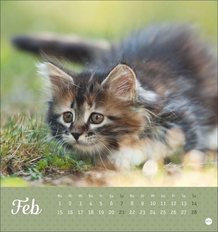 Produktbild: Katzen Postkartenkalender Kleine Tiger 2027