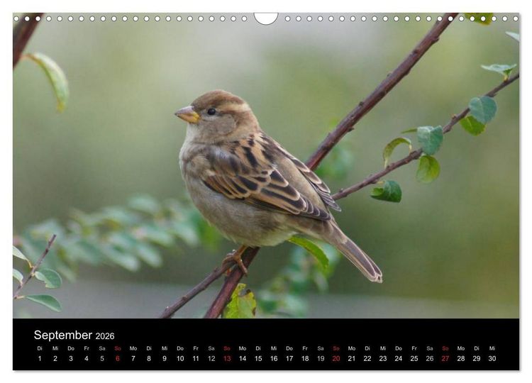 Produktbild: Freche Spatzen (Wandkalender 2026 DIN A3 quer), CALVENDO Monatskalender
