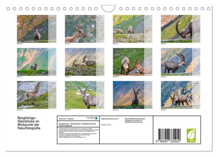 Produktbild: Bergk&ouml;nige - Steinb&ouml;cke im Blickpunkt der Naturfotografie (Wandkalender 2026 DIN A4 quer), CALVENDO Monatskalender