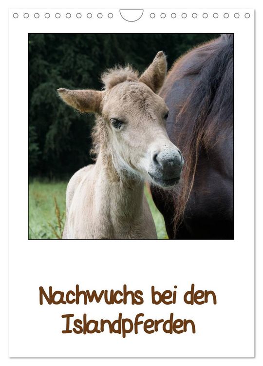 Produktbild: Nachwuchs bei den Islandpferden (Wandkalender 2026 DIN A4 hoch), CALVENDO Monatskalender