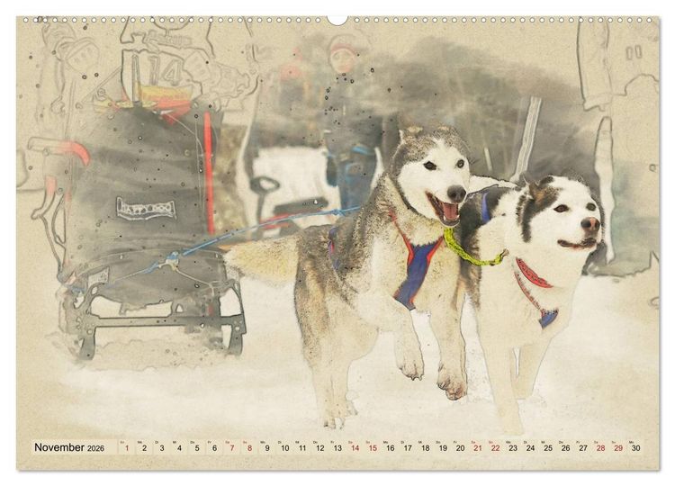 Produktbild: Schlittenhunde 2026 (Wandkalender 2026 DIN A2 quer), CALVENDO Monatskalender