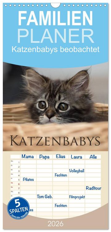 Produktbild: Familienplaner 2026 - Katzenbabys beobachtet mit 5 Spalten (Wandkalender, 21 x 45 cm) CALVENDO
